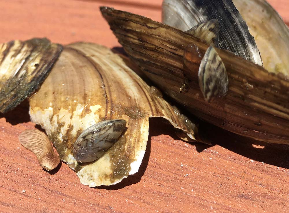 Zebra Mussels found on Long Lake, Traverse City Michigan