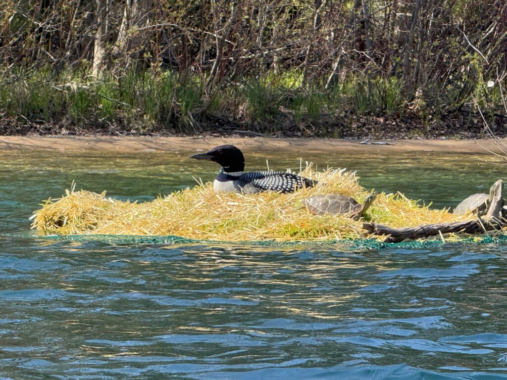 Nesting Loon May 2025